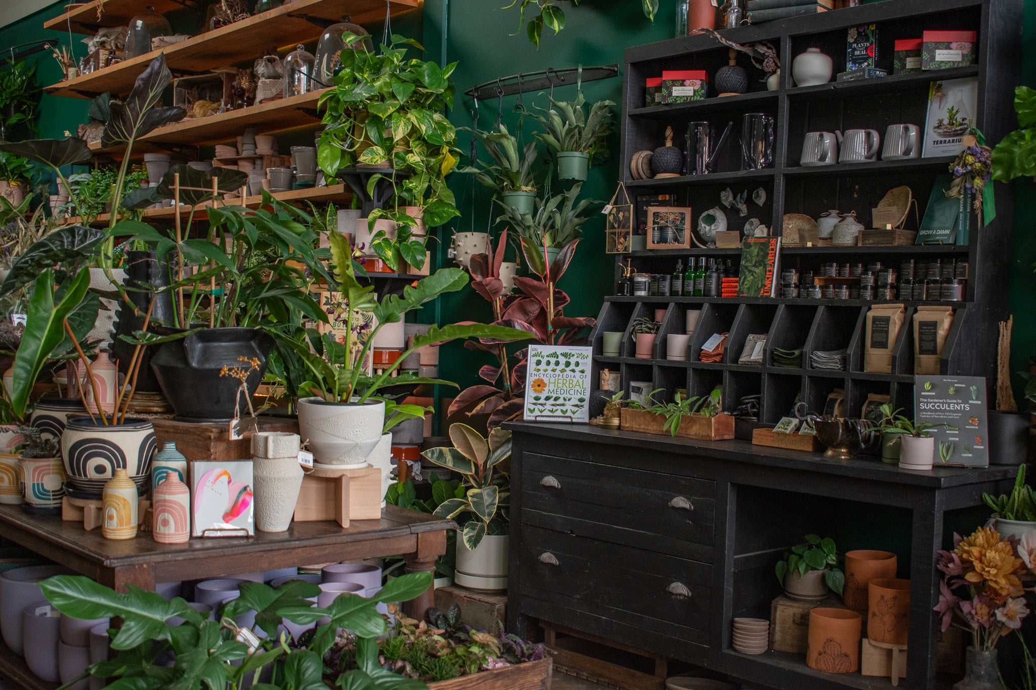 Get Rid of Your Fungus Gnats For GOOD!