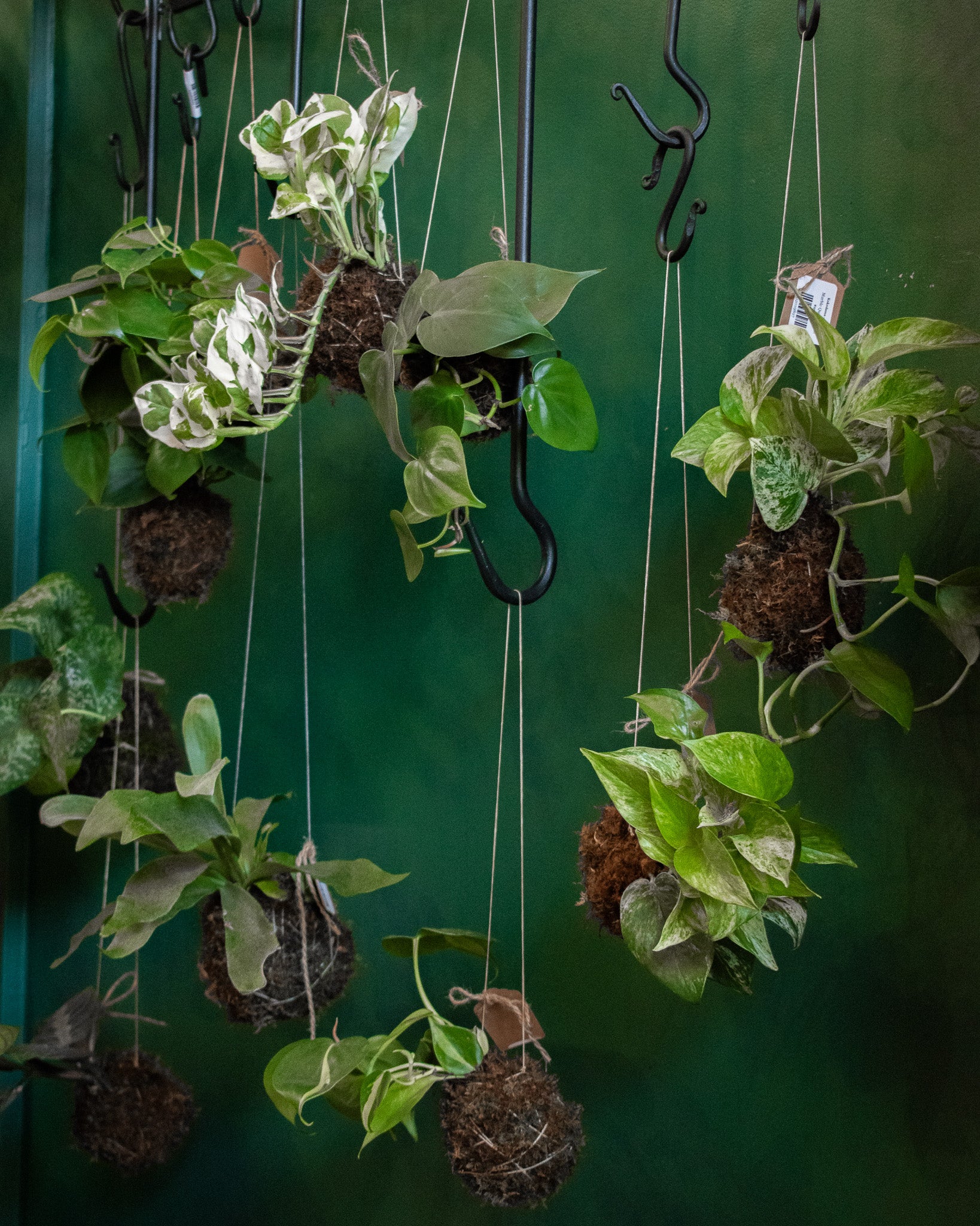Kokedama: A Plant in a Moss Ball