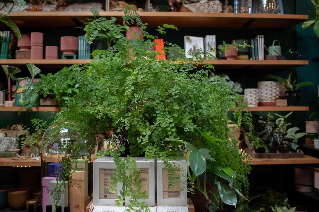 Demystifying the Fern: How to keep your fern alive