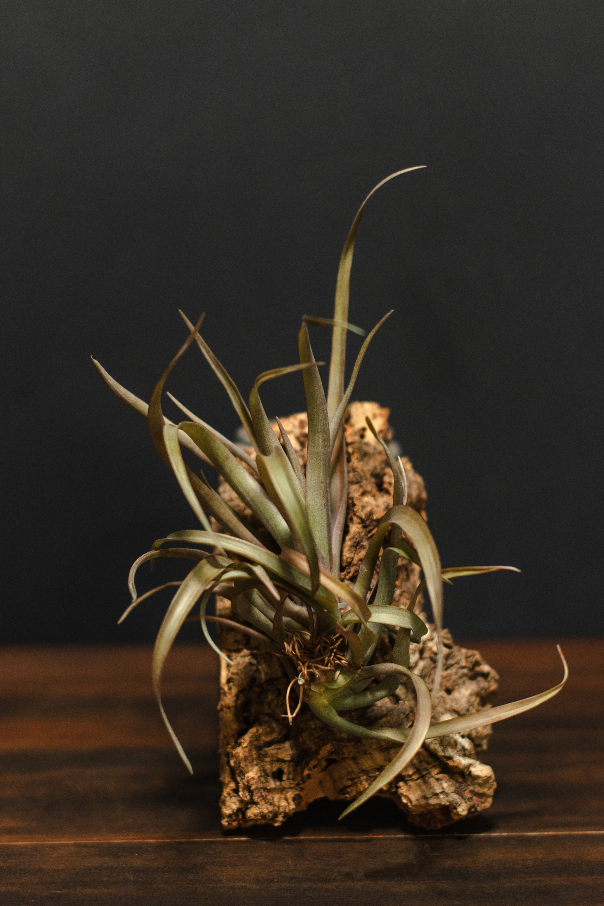 Shop Tillandsia – Crimson Horticultural Rarities
