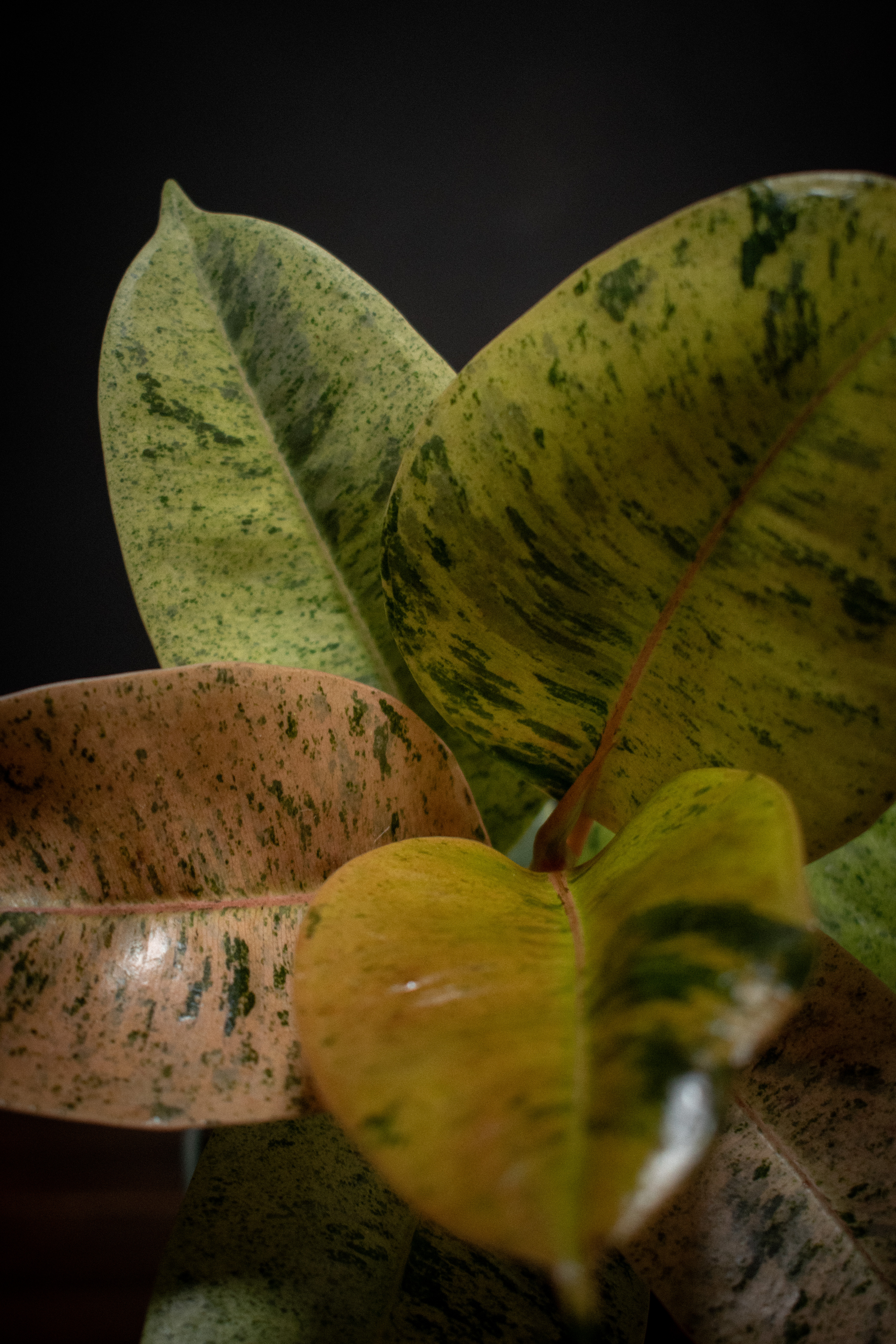 Plants