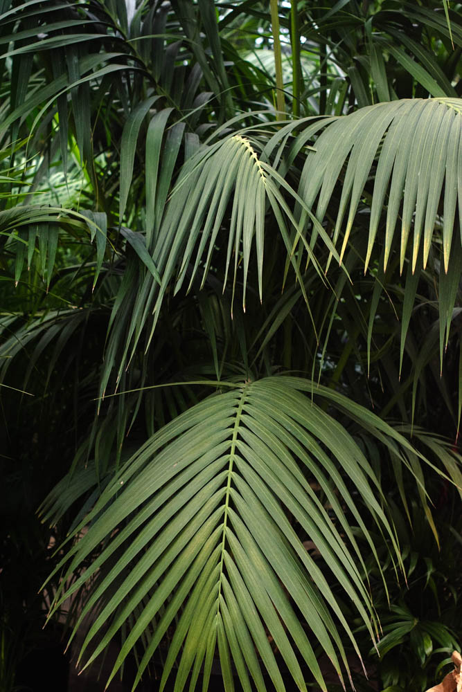 Plants & Supplies
