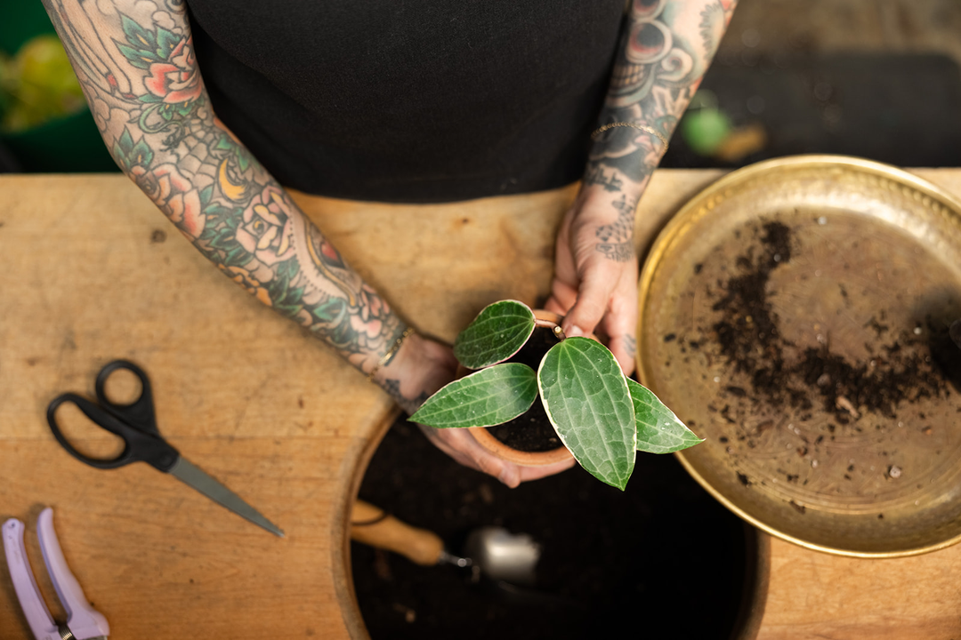 Hand planting a seed into a Bergs Potter Julie Planter