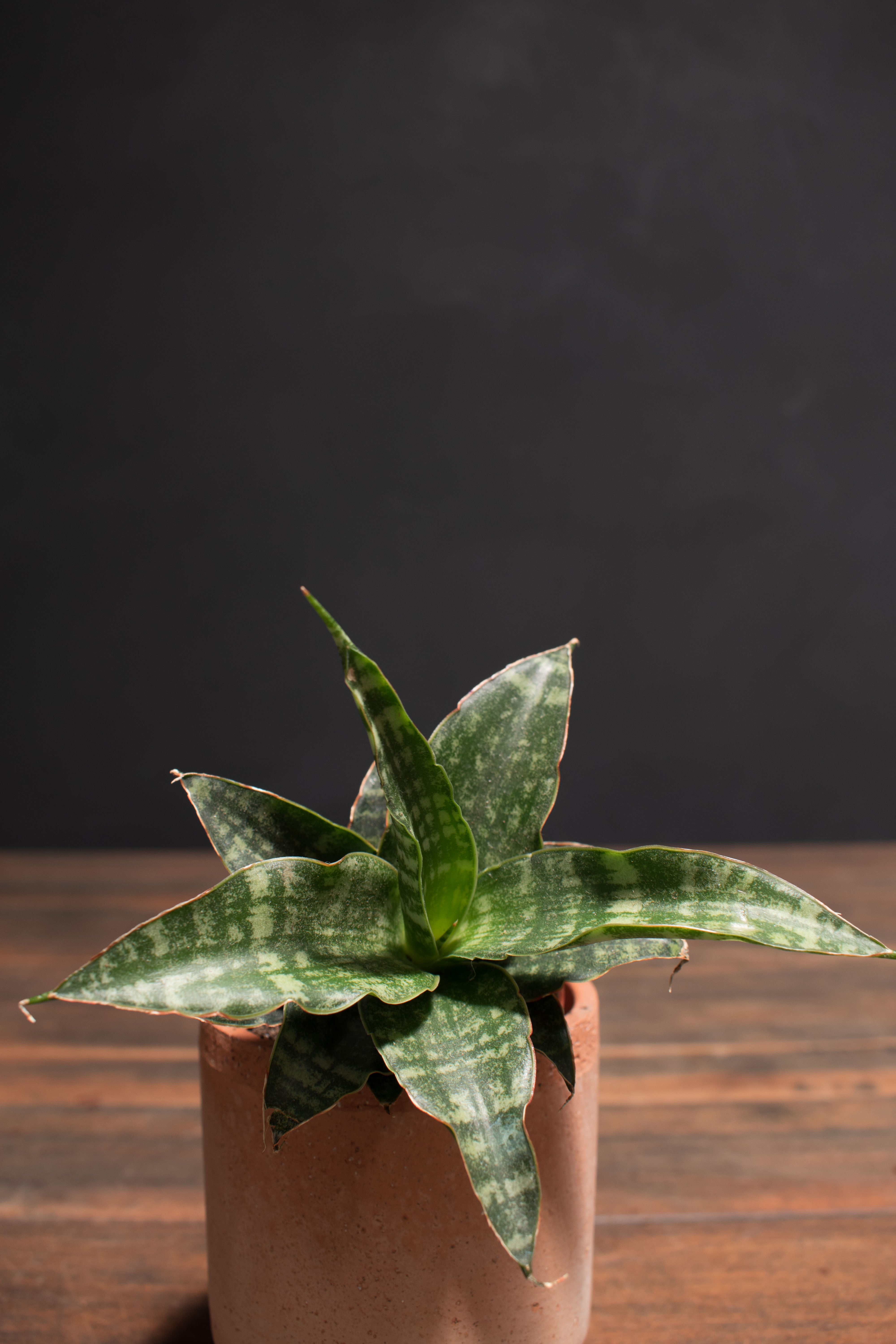 2_SansevieriaTiger2.jpg?v=