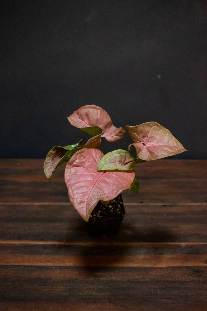 Syngonium - Neon