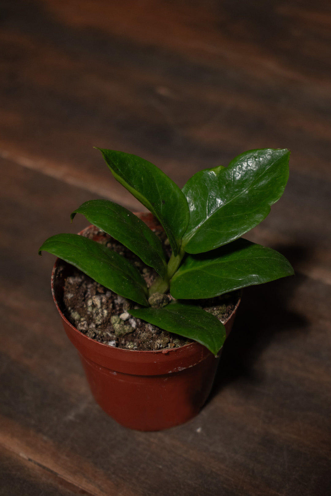 Zamioculcas - Zenzi "ZZ"