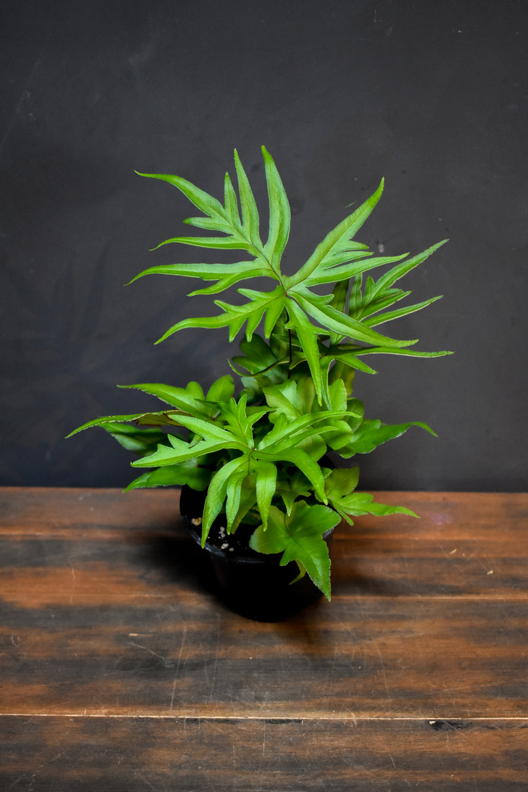 Fern - Doryopteris Pedata "Digit Fern"