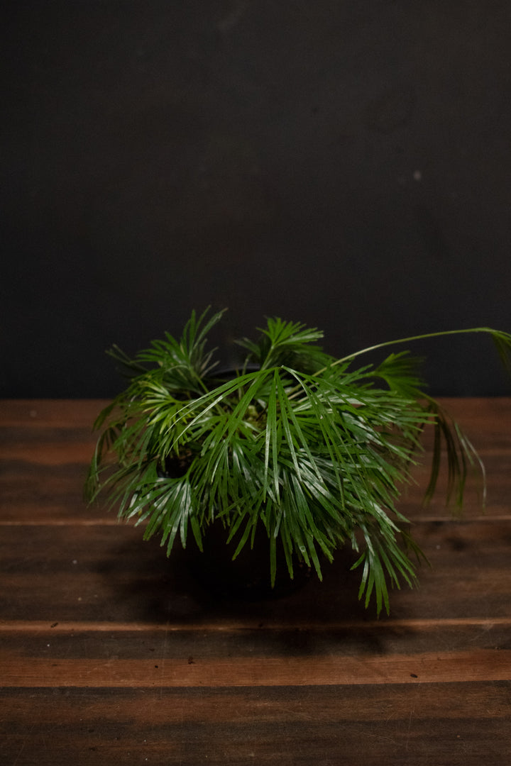 Fern - Actiniopteris Australis "Eyelash Fern"