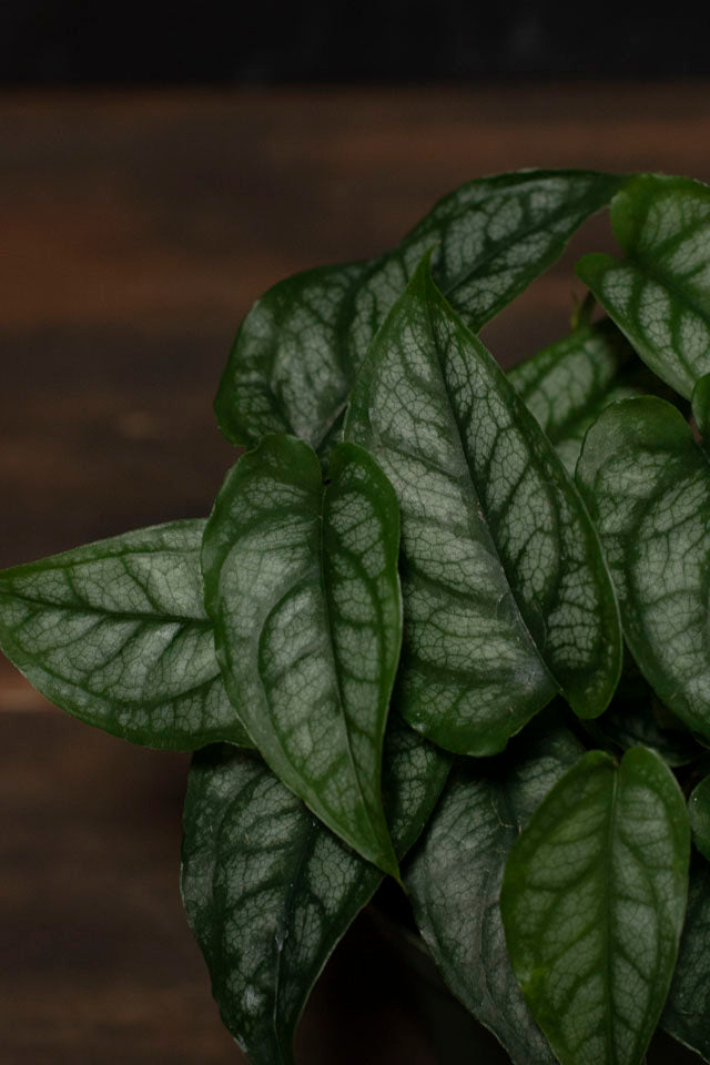 Monstera - Siltepacana