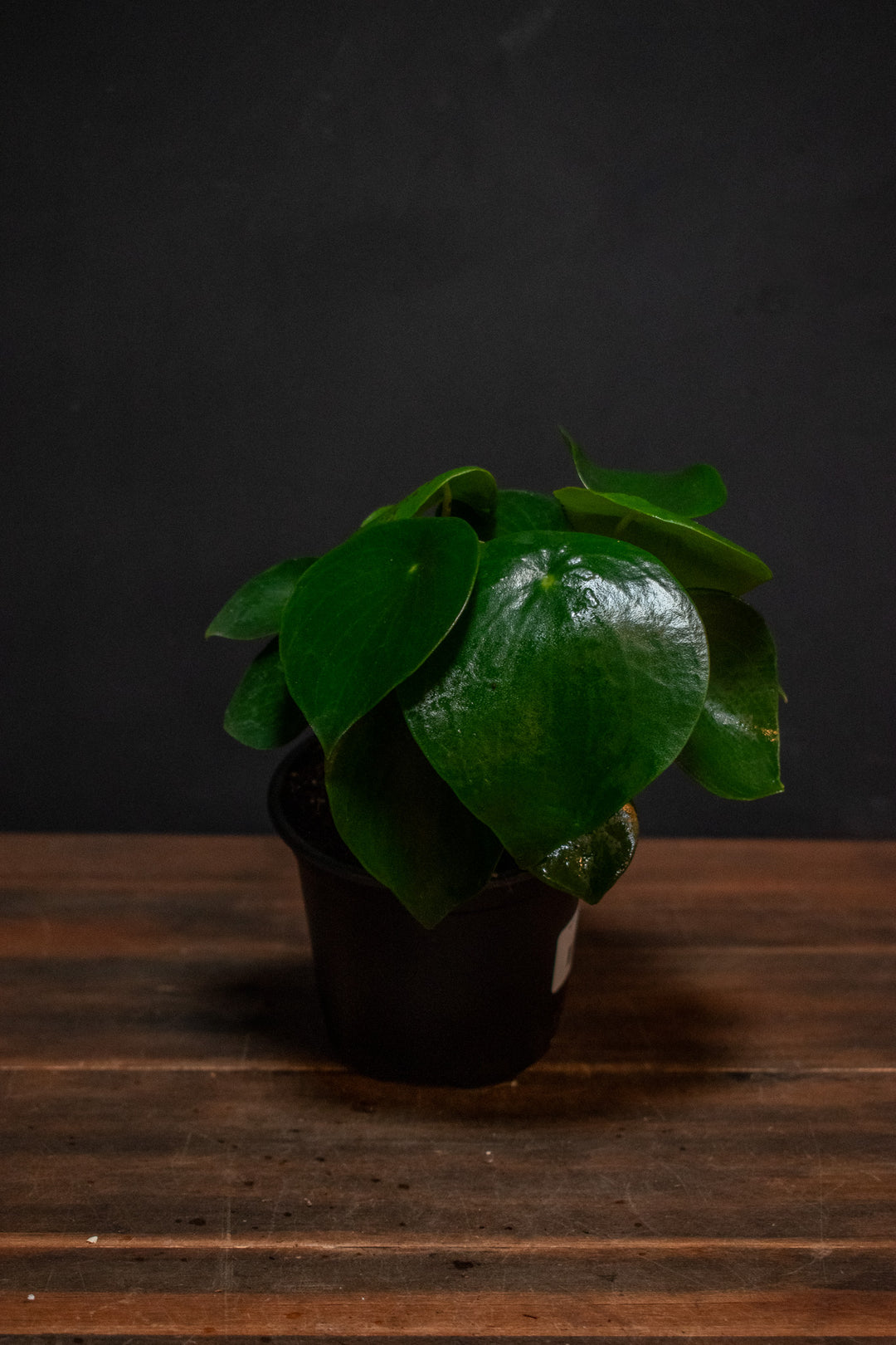 Peperomia - Owl Eye