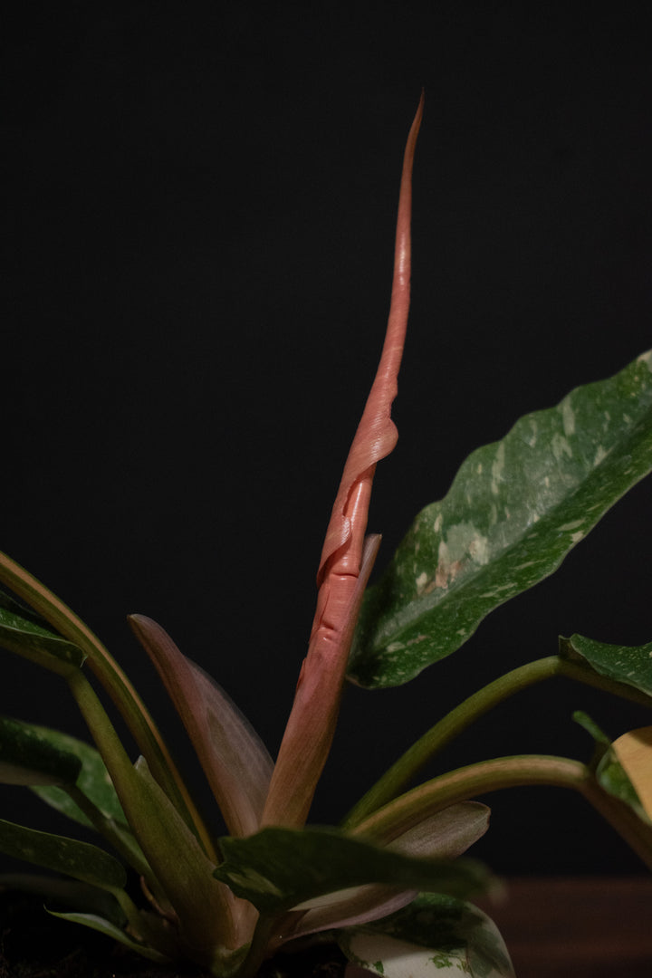 Philodendron - Ring of Fire