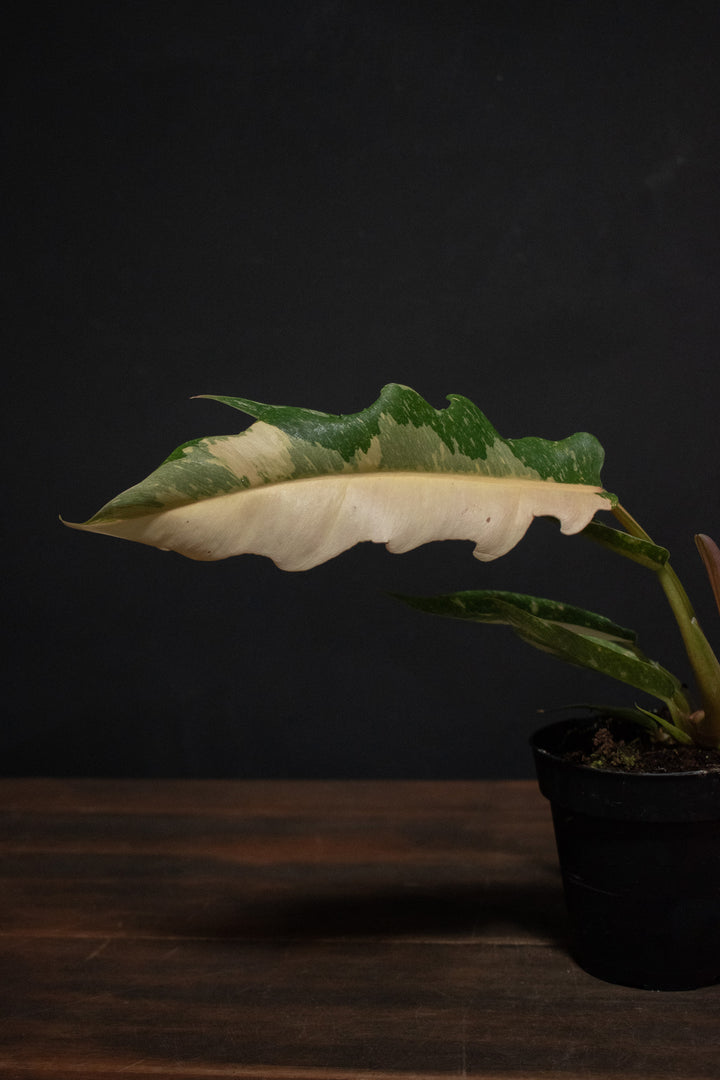 Philodendron - Ring of Fire