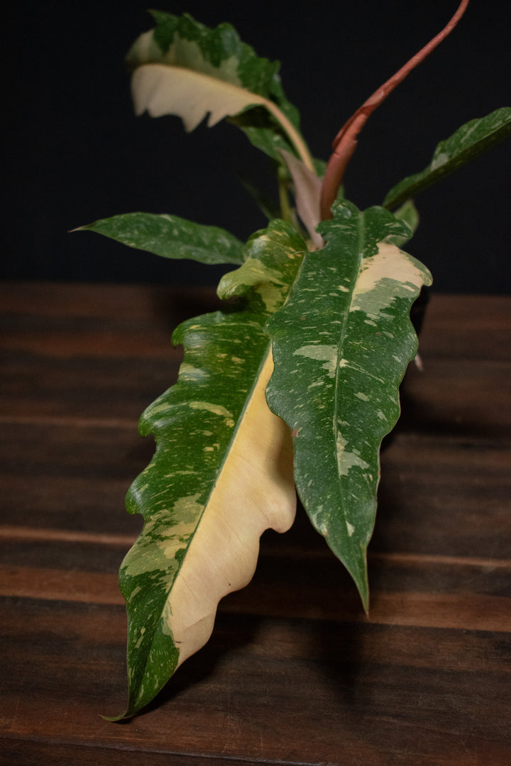 Philodendron - Ring of Fire