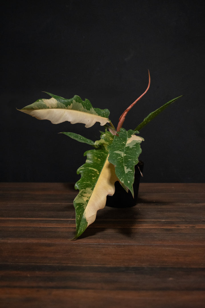 Philodendron - Ring of Fire