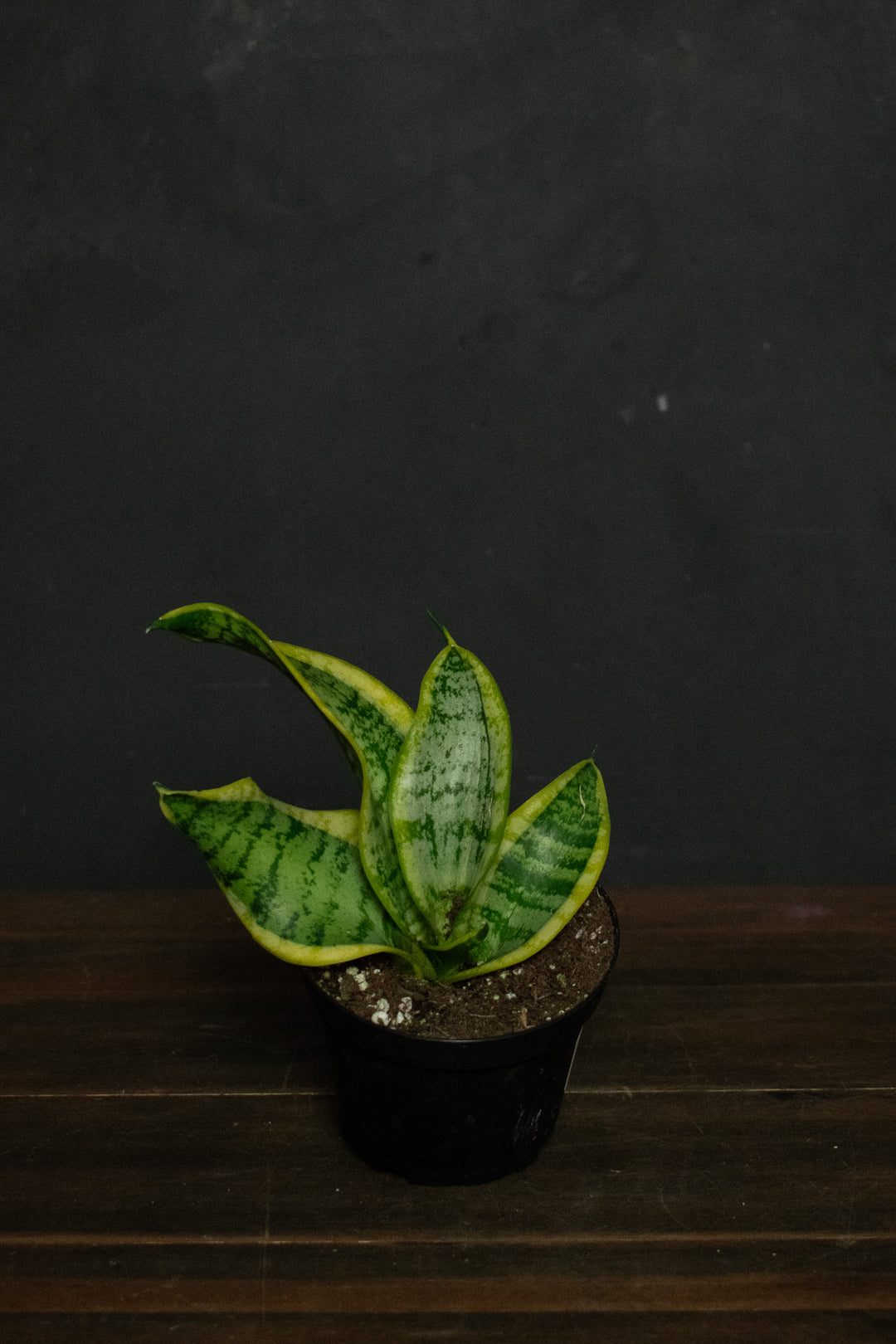 Sansevieria - Trifasciata "Twisted Sister"