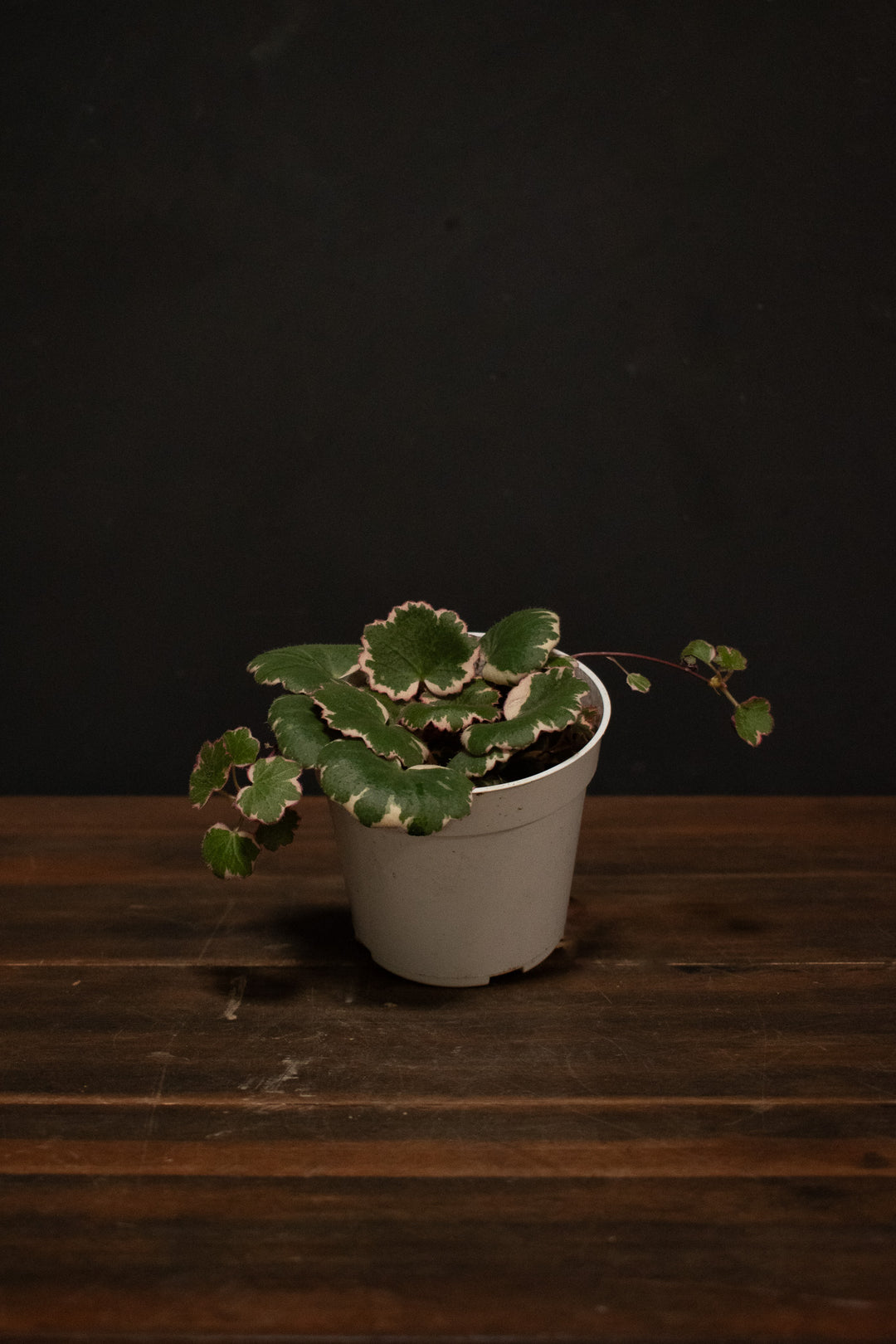 Saxifraga - Stolonifera Variegated "Strawberry Begonia"