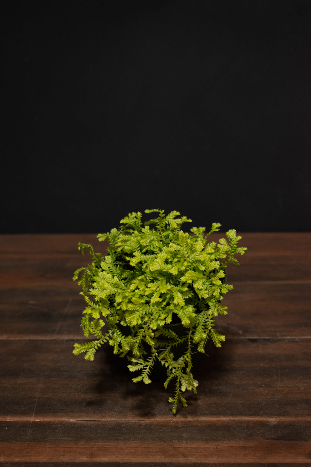 Selaginella - Lime Green