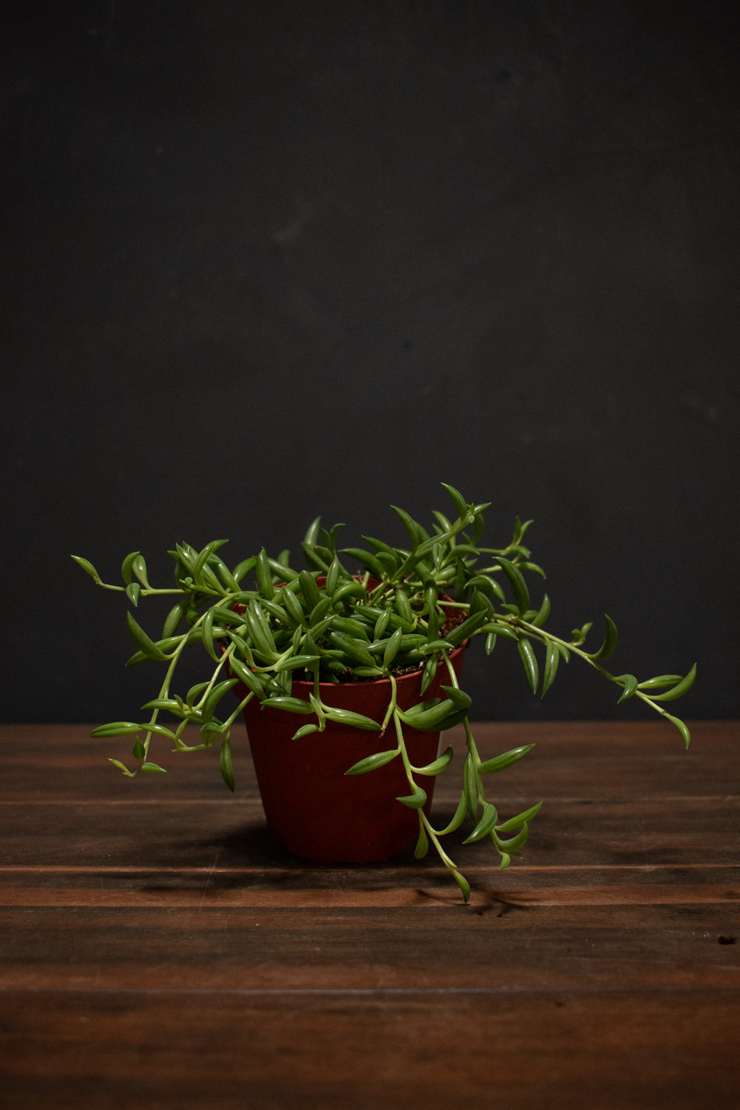 Senecio - Radicans "String of Bananas"