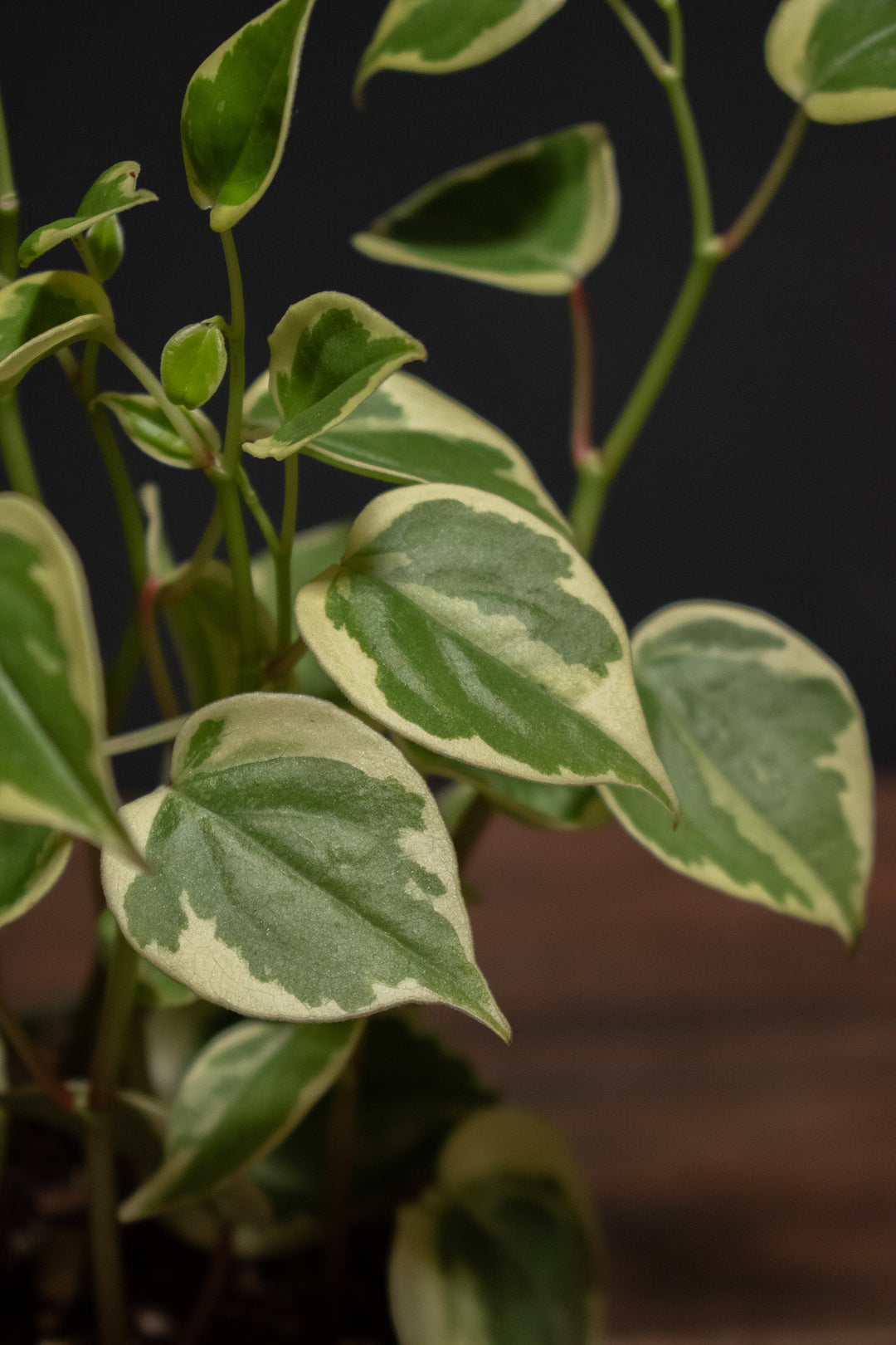 Peperomia - Cupid