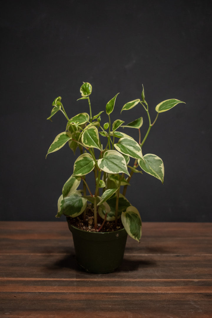 Peperomia - Cupid