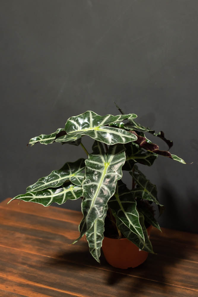 Alocasia - Polly “African Mask”