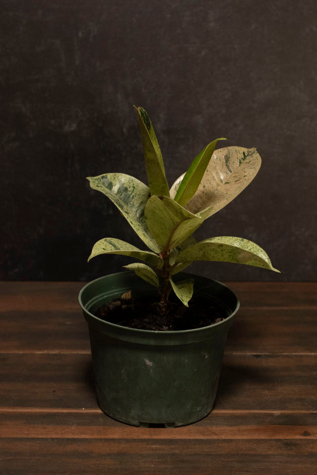 Ficus - Shivereana Moonshine