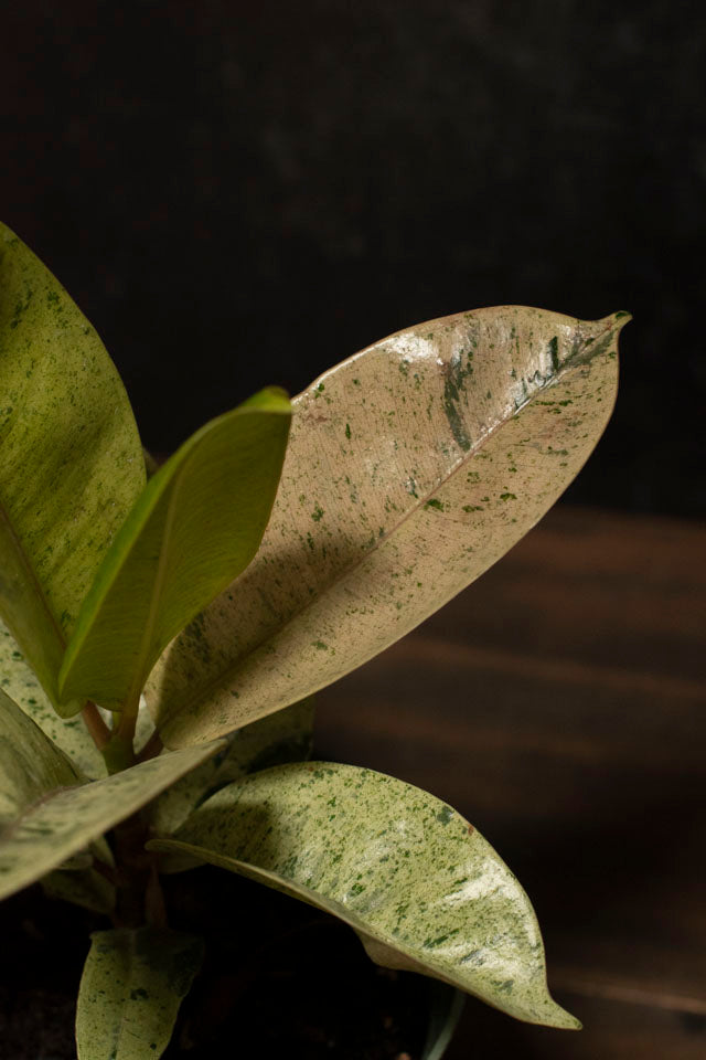 Ficus - Shivereana Moonshine