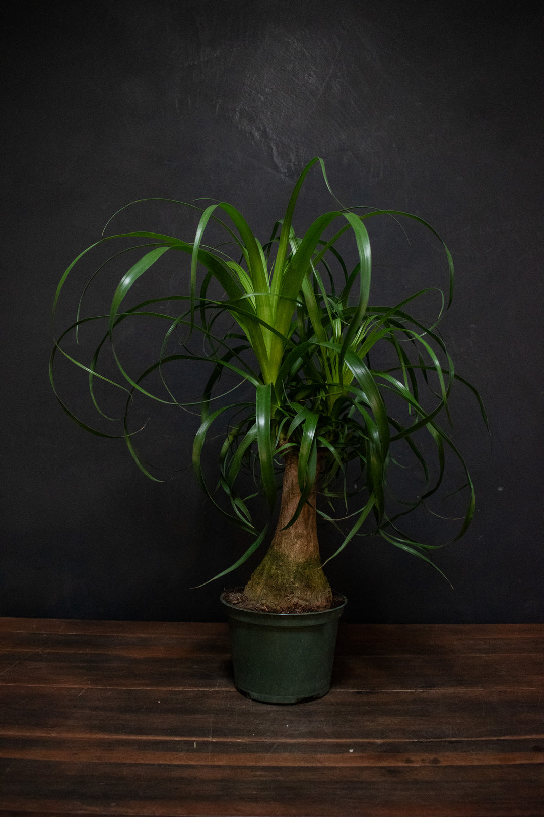 Beaucarnea - Recurvata "Ponytail Palm Stump"