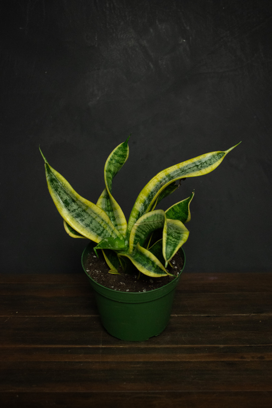 Sansevieria - Trifasciata "Twisted Sister"