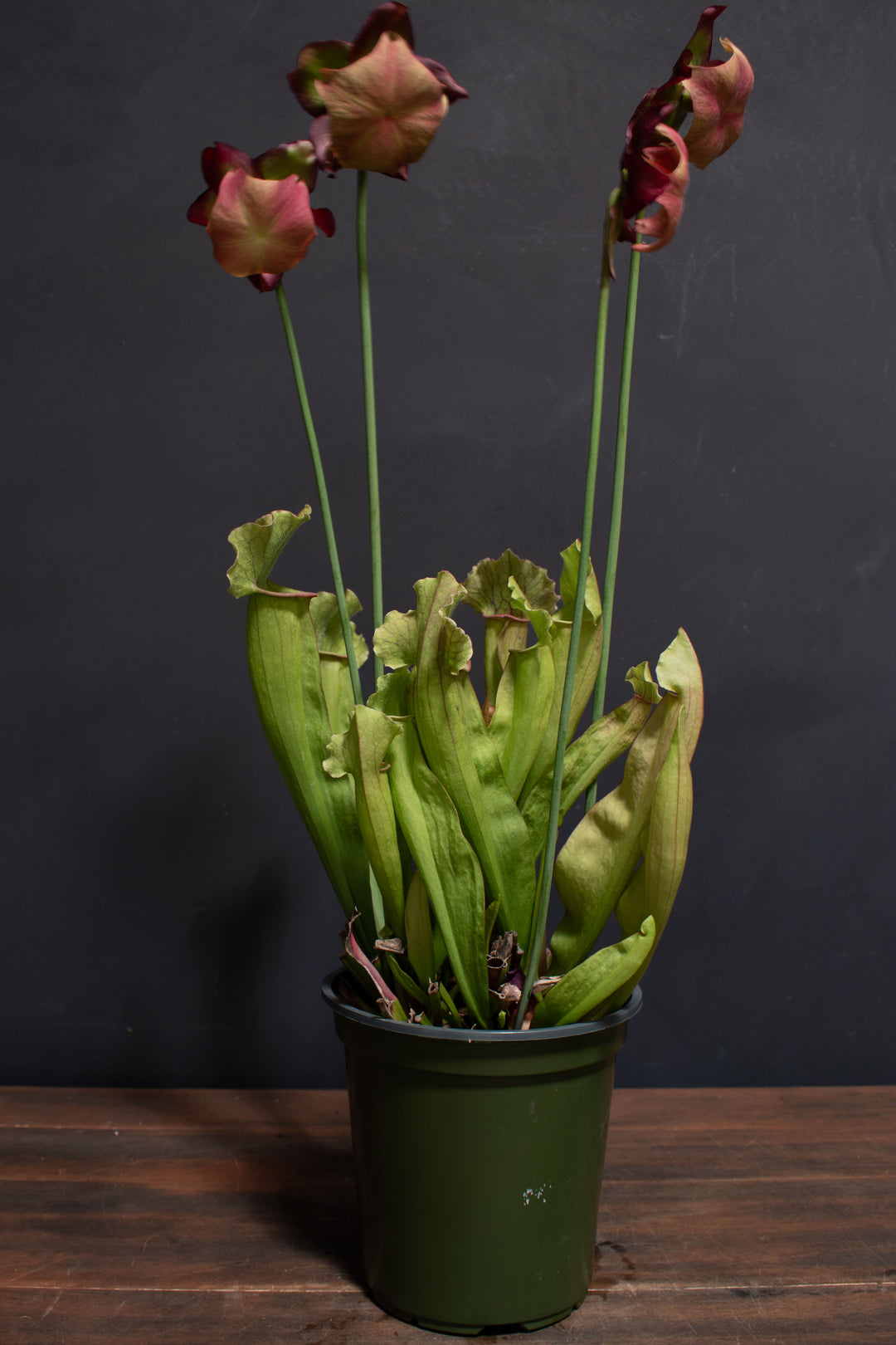 Sarracenia - Pitcher Plant "White Wizard"