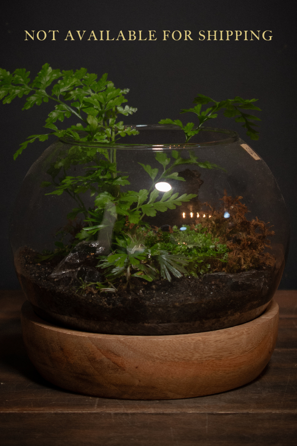 Tabletop Terrarium
