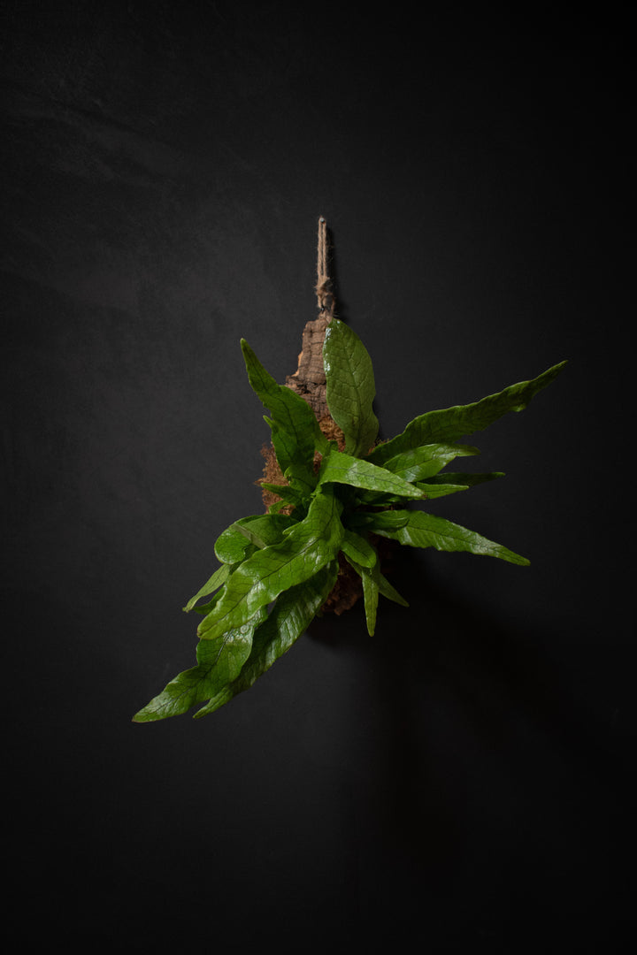 Mounted Plant - Fern
