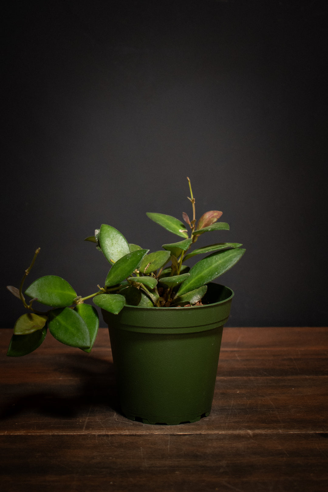 Hoya - DS-70 Variagated