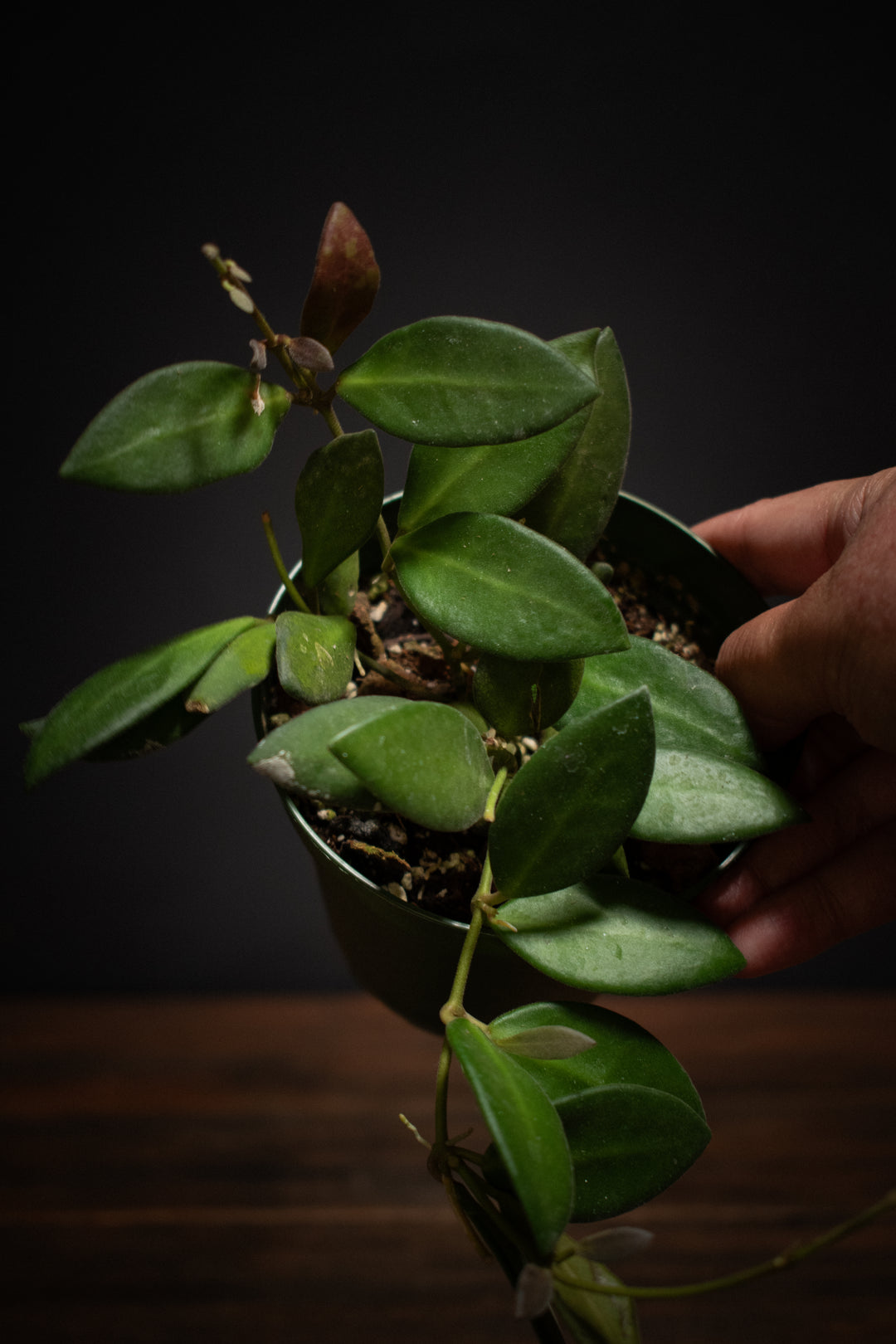 Hoya - DS-70 Variagated