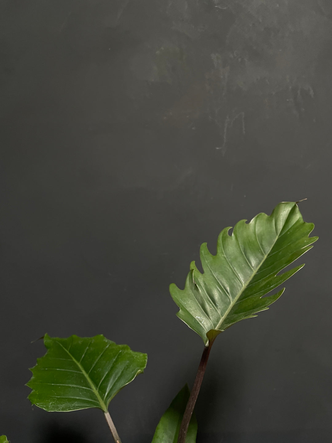 Philodendron - Choco Empress