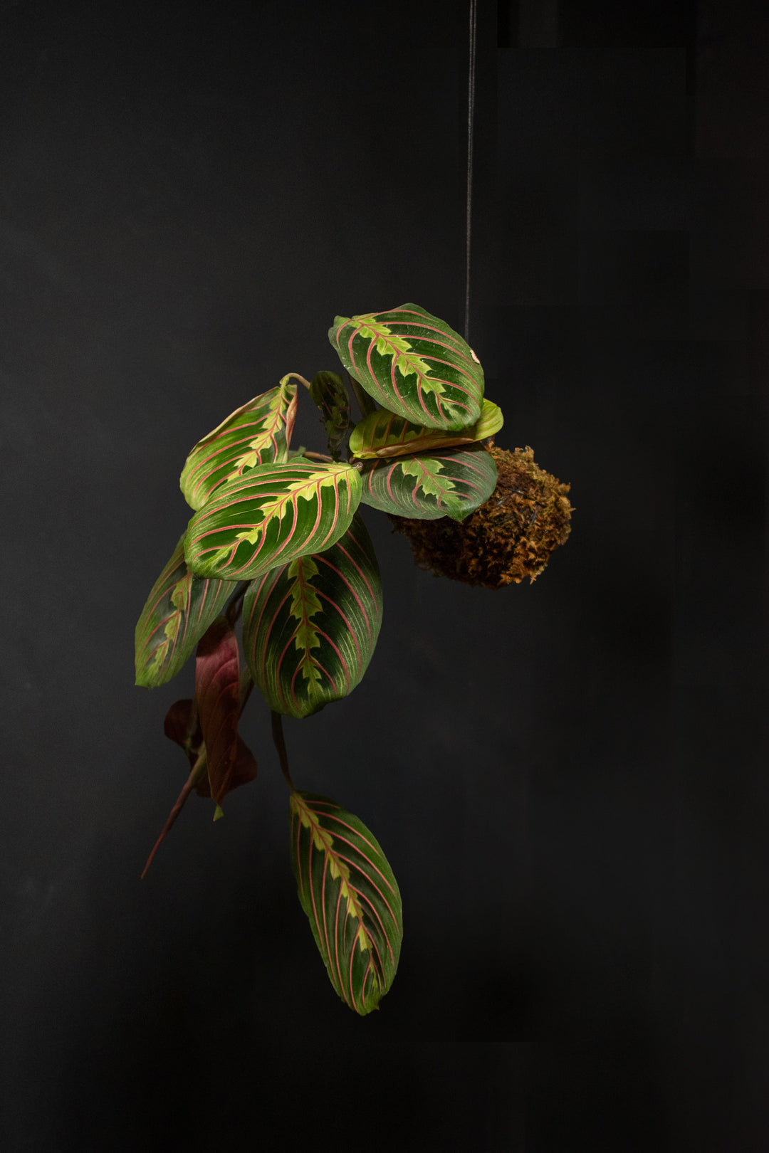 Kokedama - Maranta