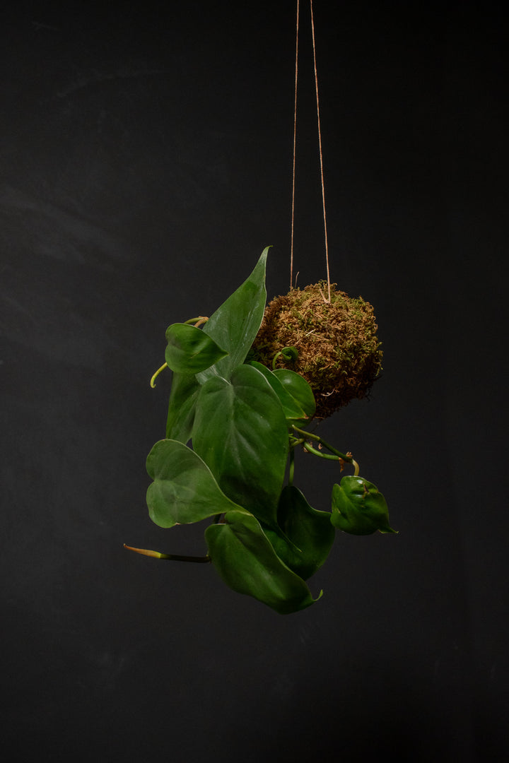 Kokedama - Philodendron