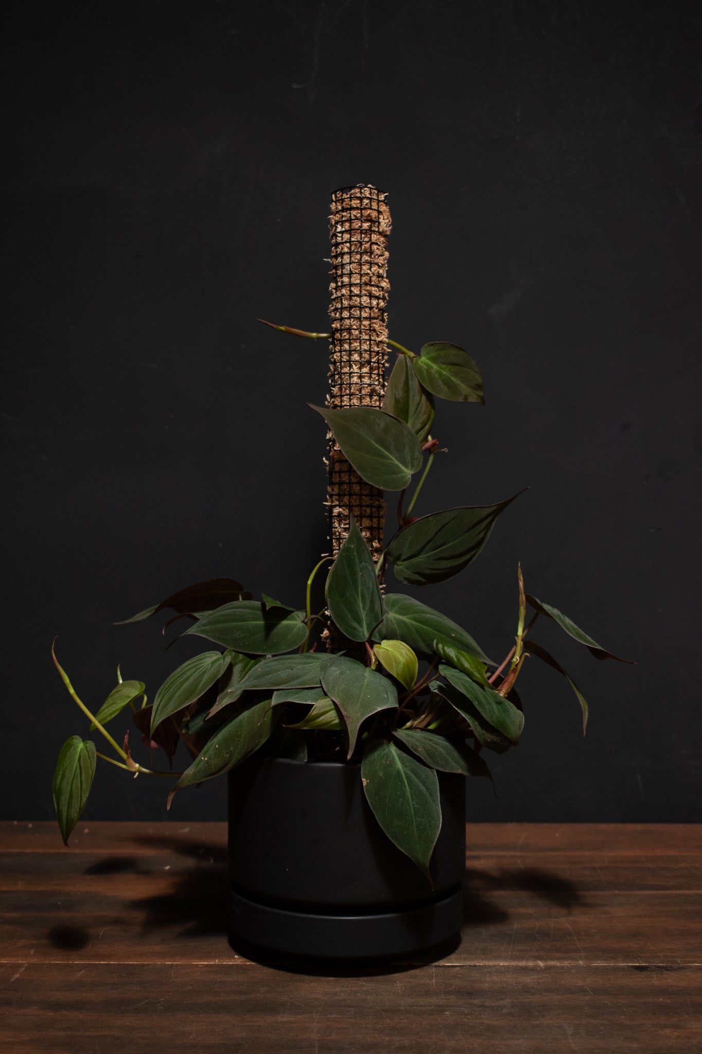 Handmade Moss Pole – Crimson Horticultural Rarities