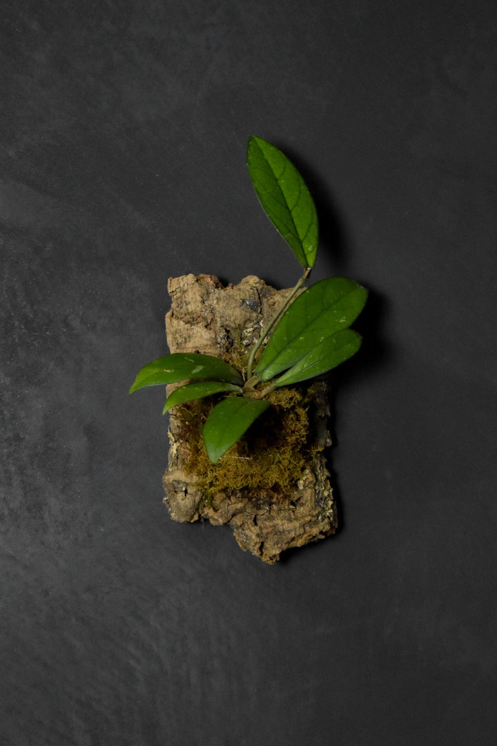 Mounted Plant - Hoya