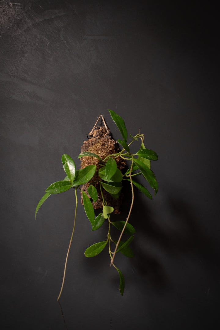 Mounted Plant - Hoya