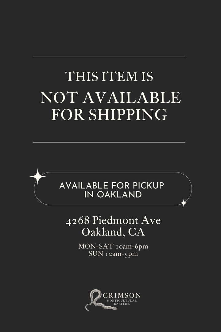 Large - Alocasia - Regal Shield