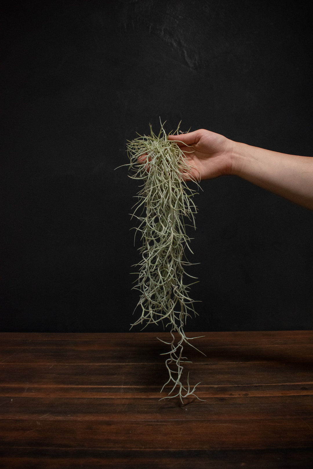 Usneoides Thick
