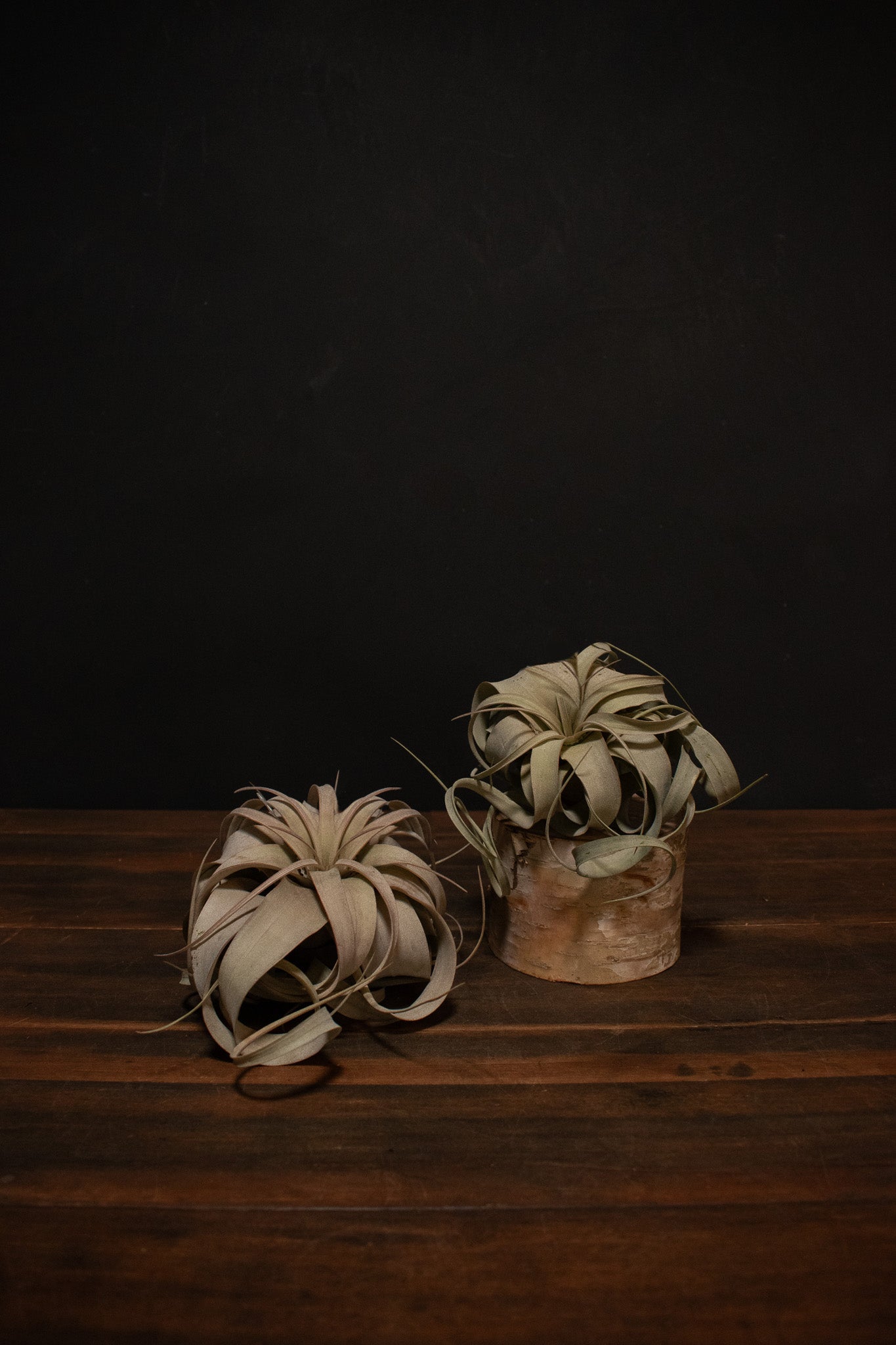Xerographica – Crimson Horticultural Rarities
