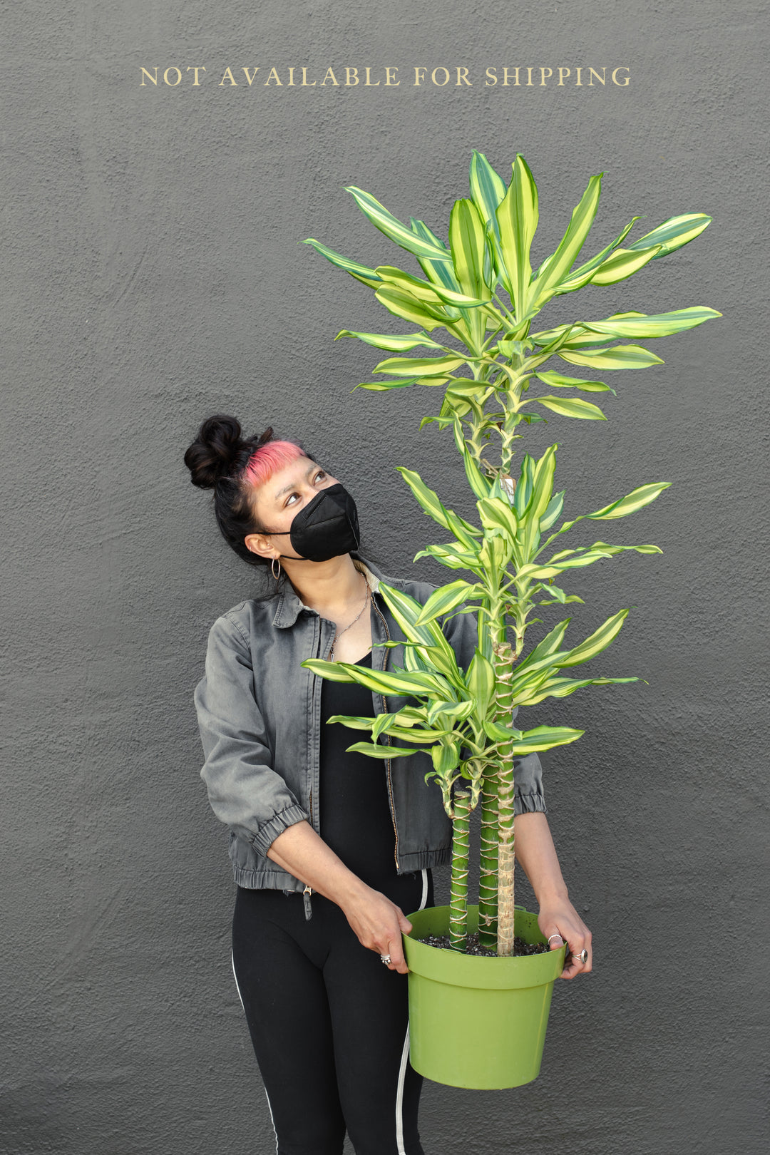 Large - Dracaena - Stednerii “Sol” Cane
