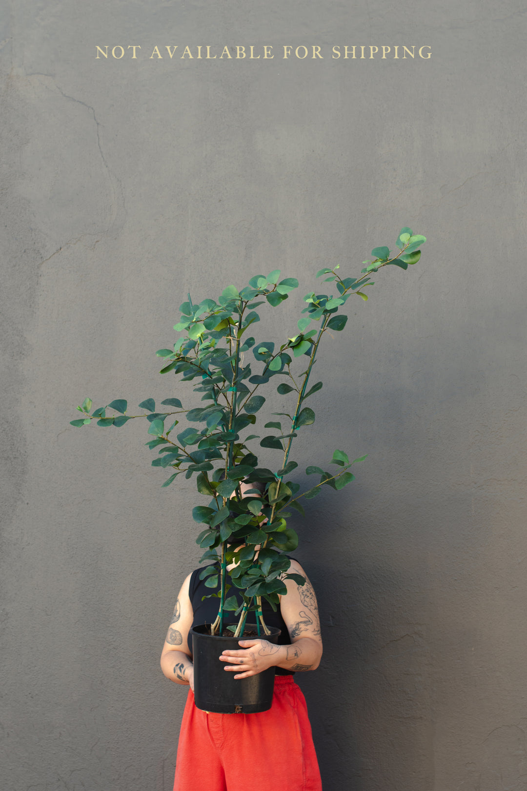 Large - Ficus - Triangularis