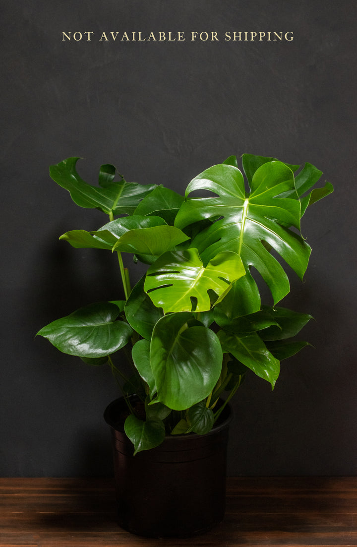 Large - Monstera - Deliciosa “Split Leaf Philodendron”