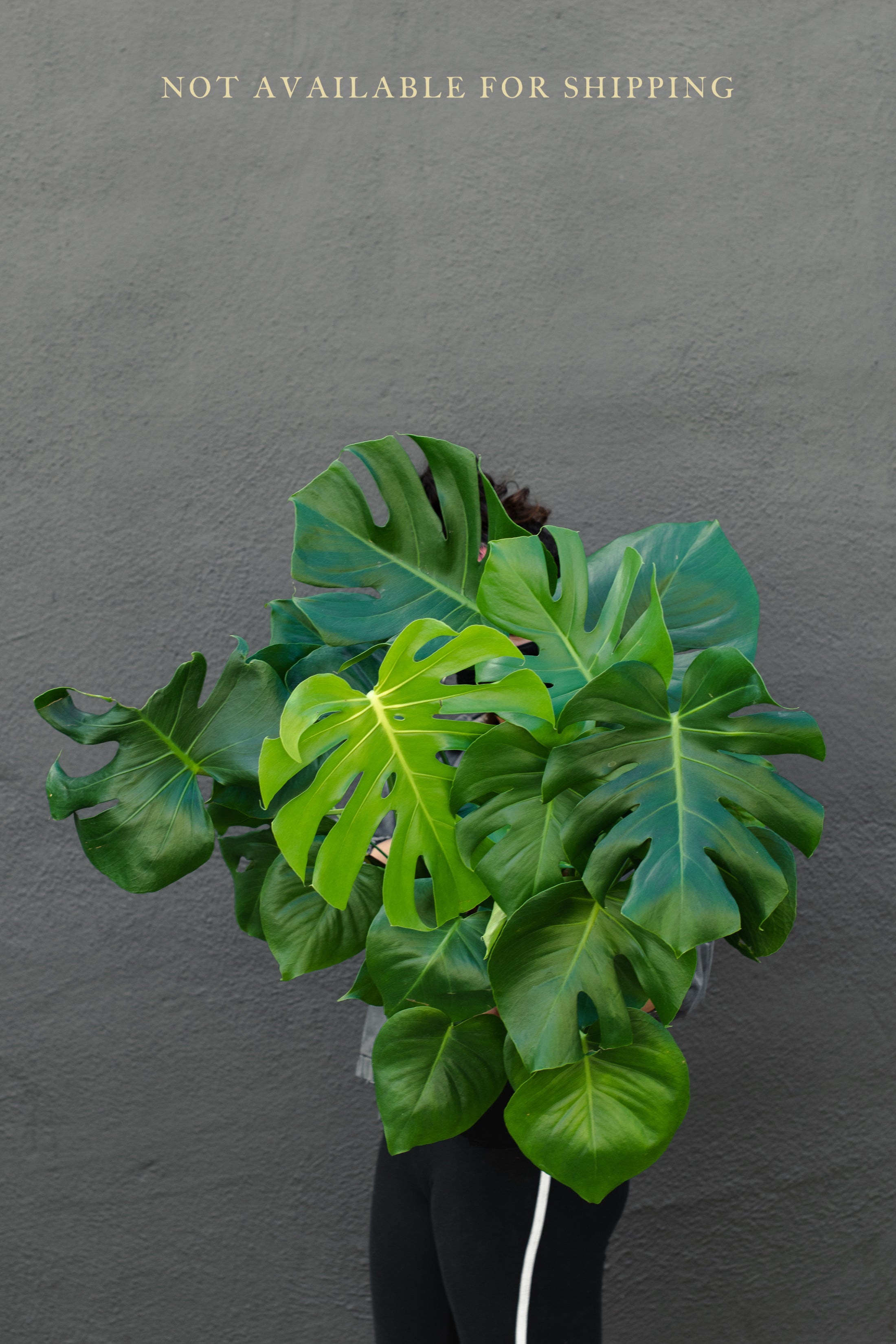 monstera philodendron amazon Large - Monstera