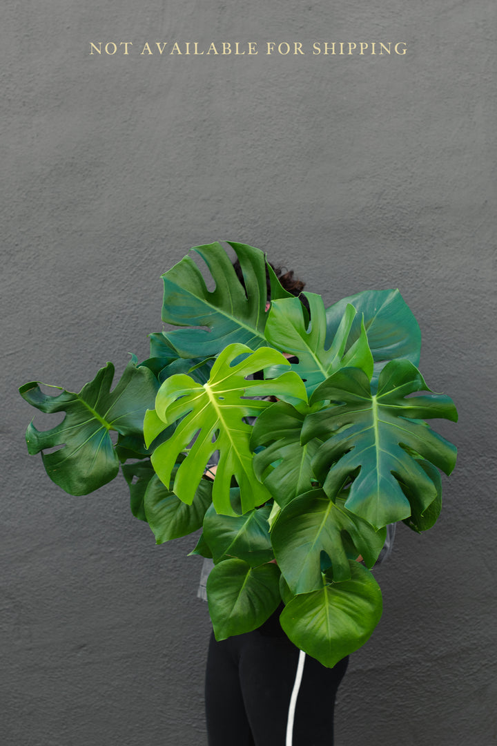 Large - Monstera - Deliciosa “Split Leaf Philodendron”