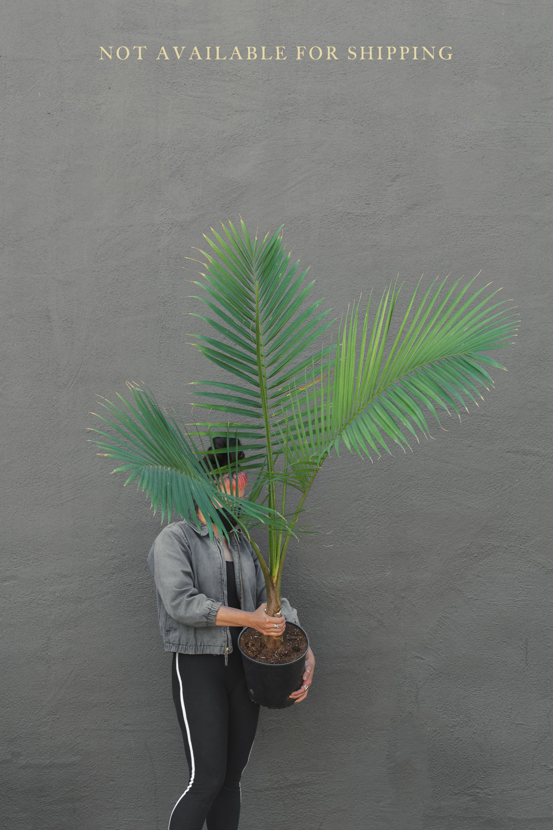 Large - Palm - Majesty