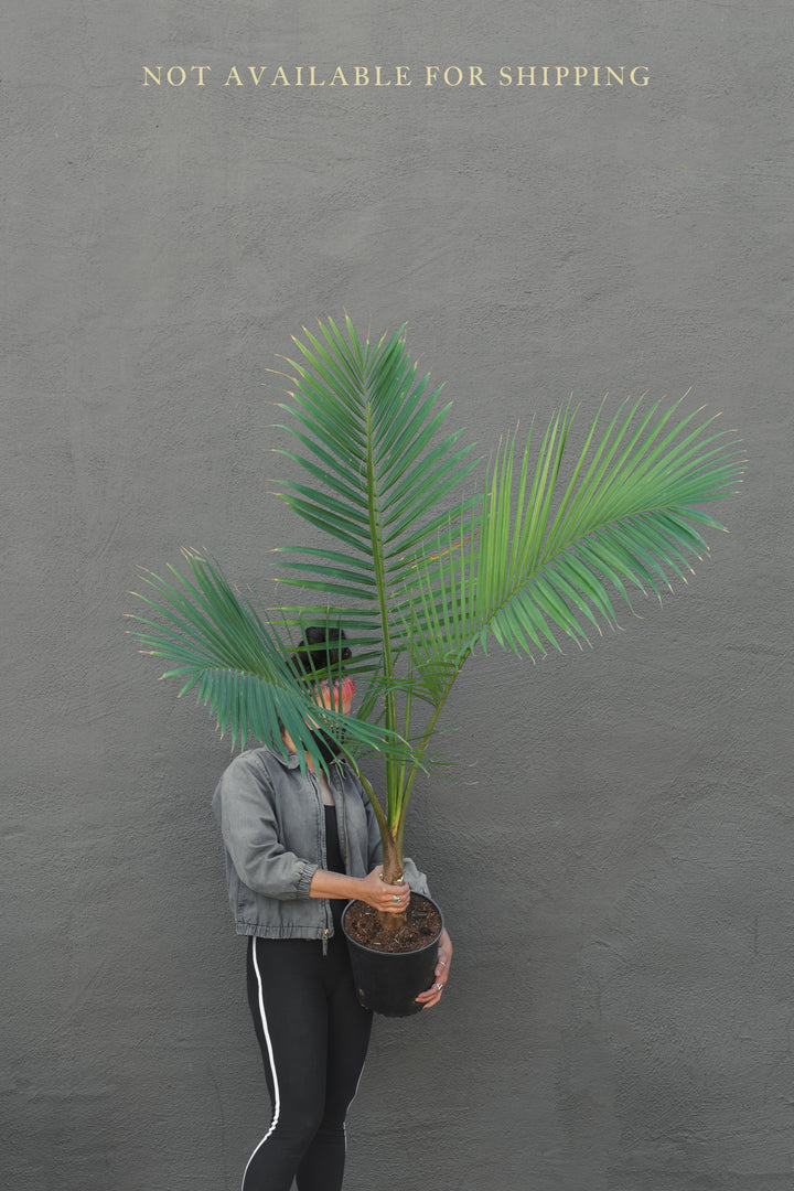 Large - Palm - Majesty